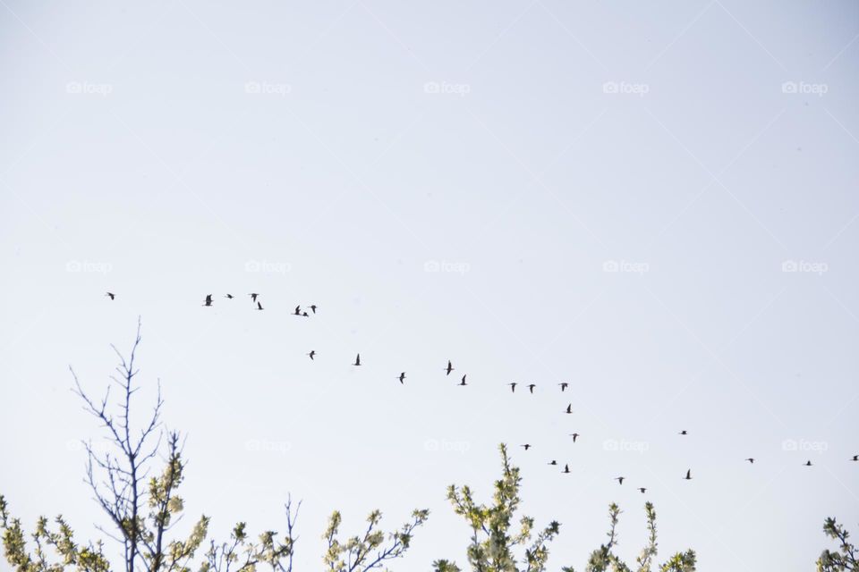 Spring flowering of trees and flowers on a sunny day in spring.