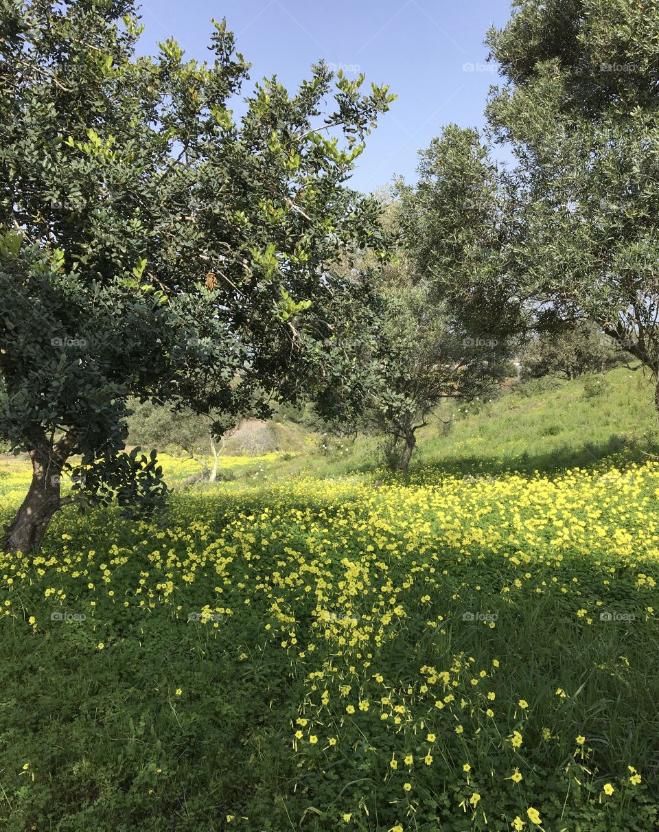 Oliver trees in springtime 