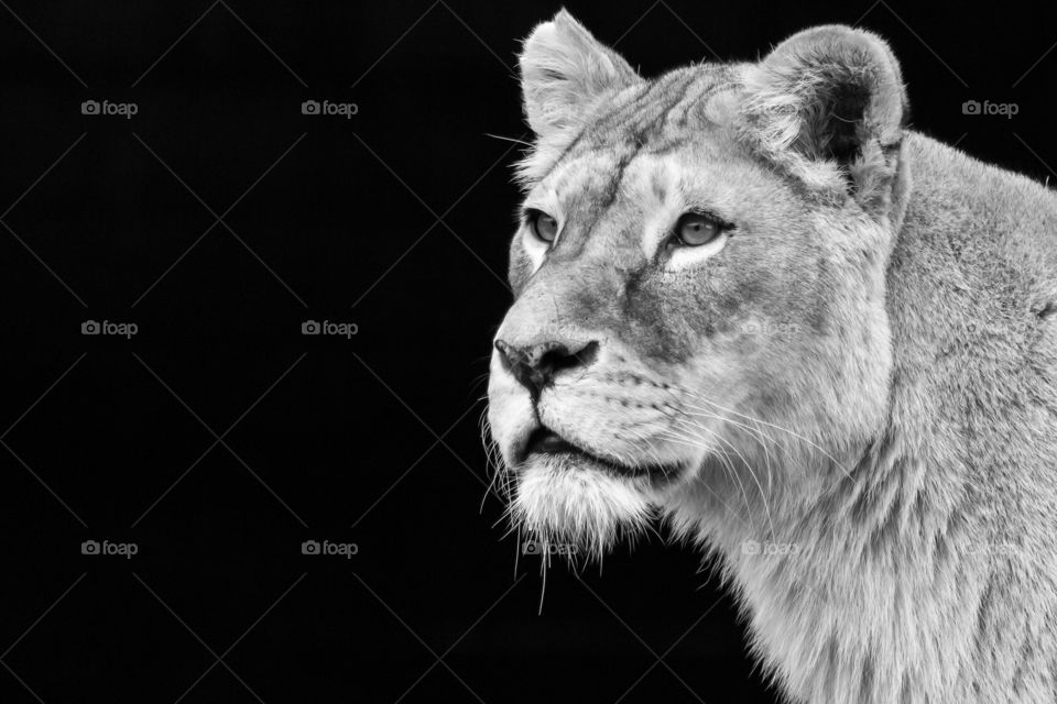 Portrait of a lion with dark background, black and white 