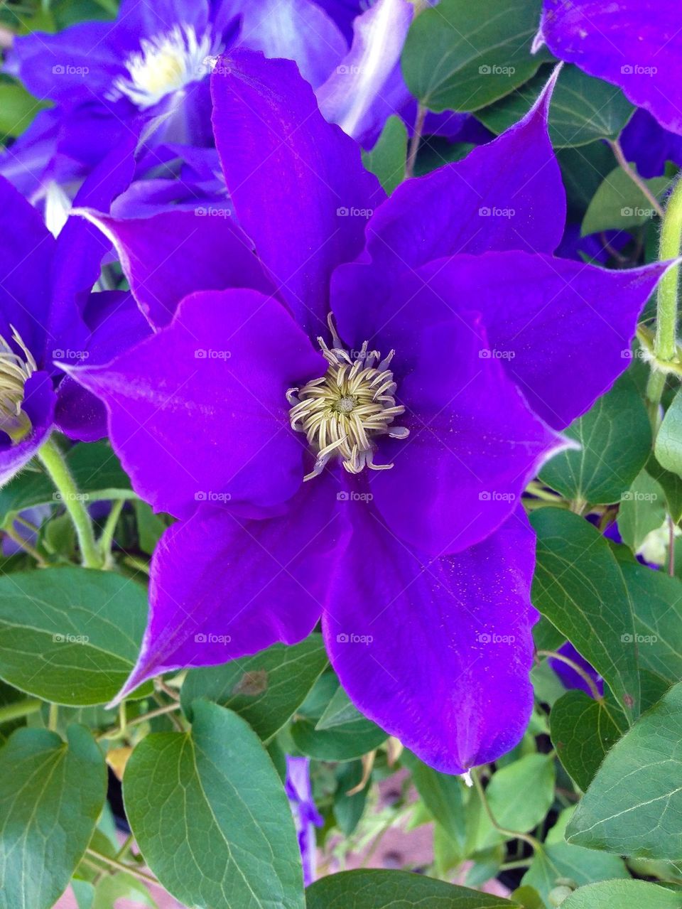 Clematis flower