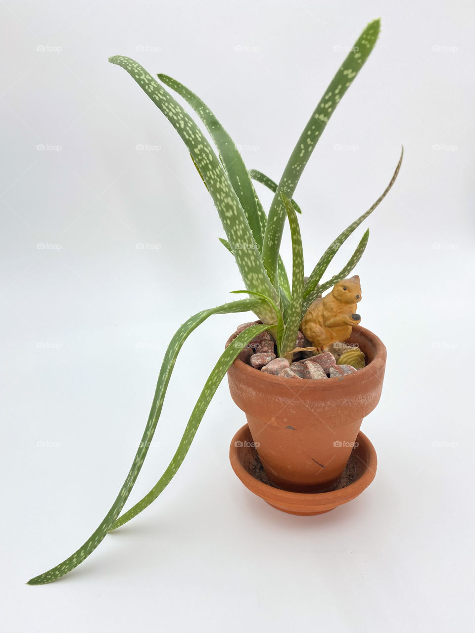 Potted aloe plant taken against white background
