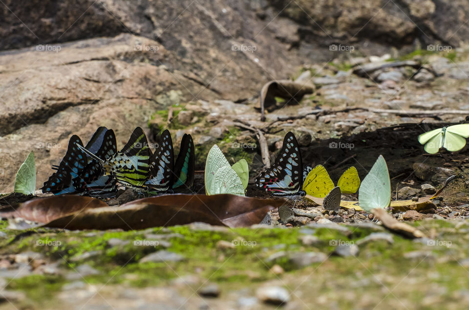 colourful butterflies