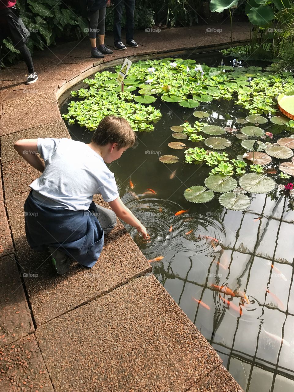 A kneeling boy attracts koi in a pond at a botanical garden