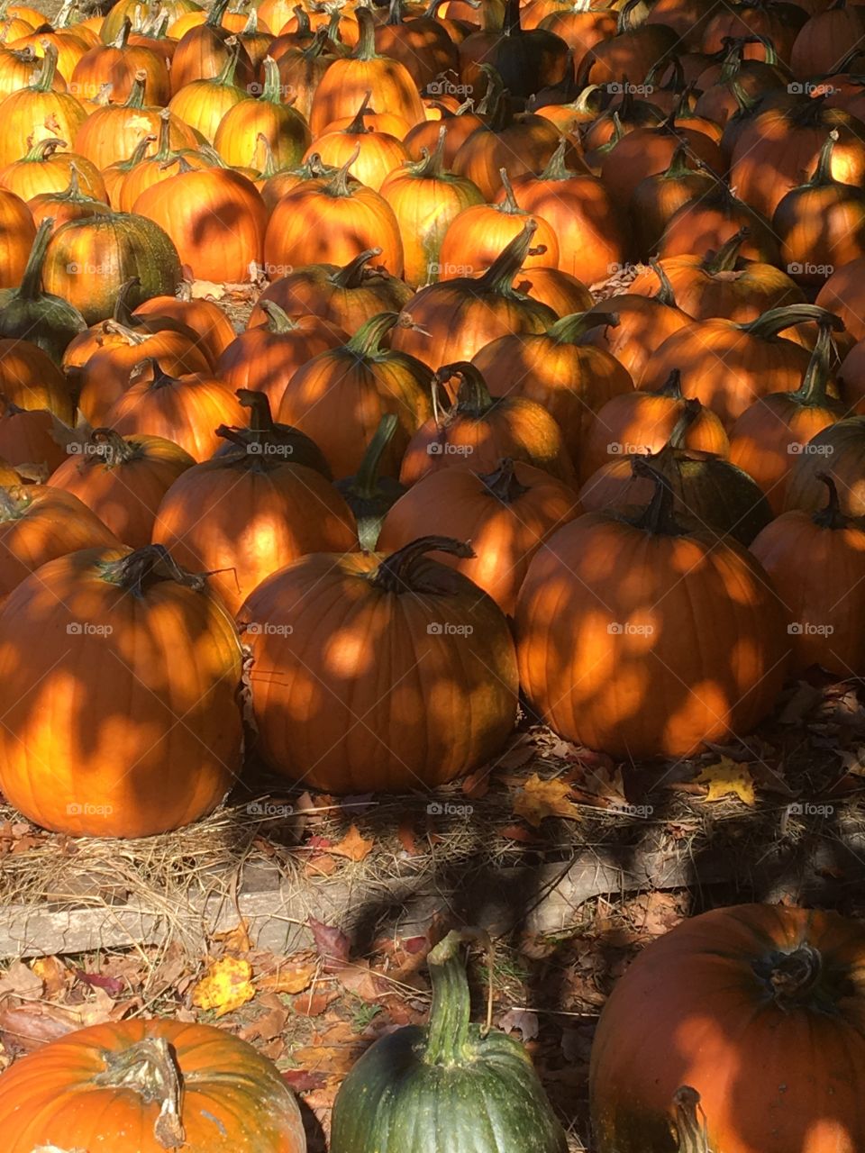 Sunlight on pumpkins