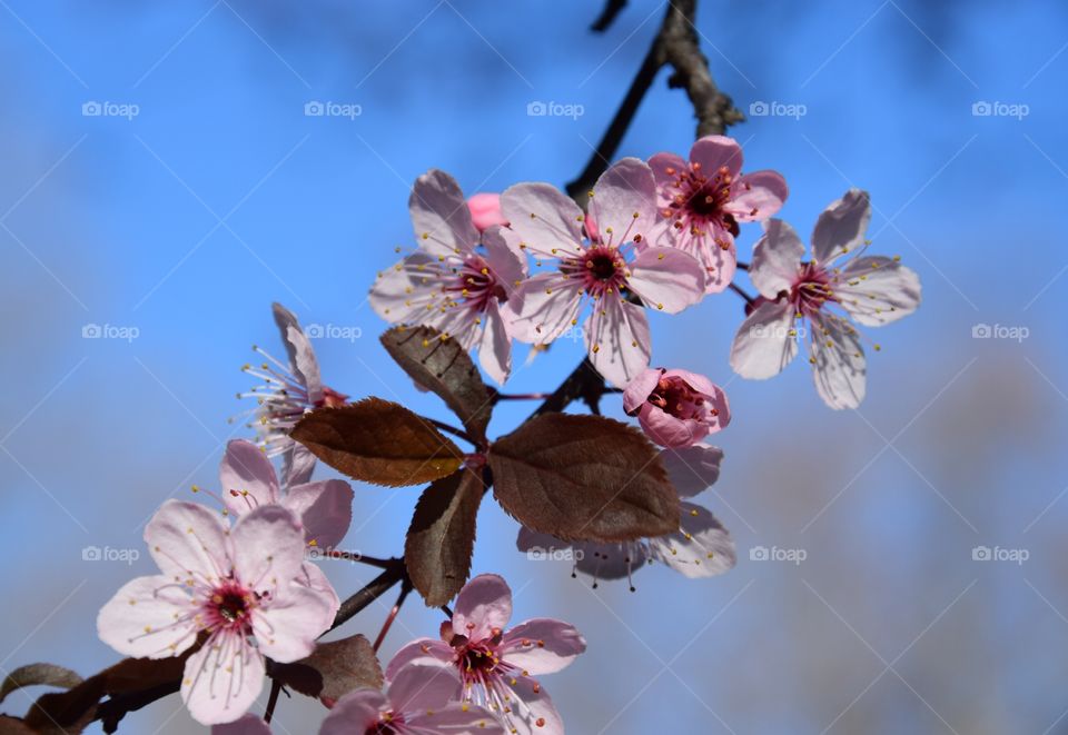 Spring time and flowering branch