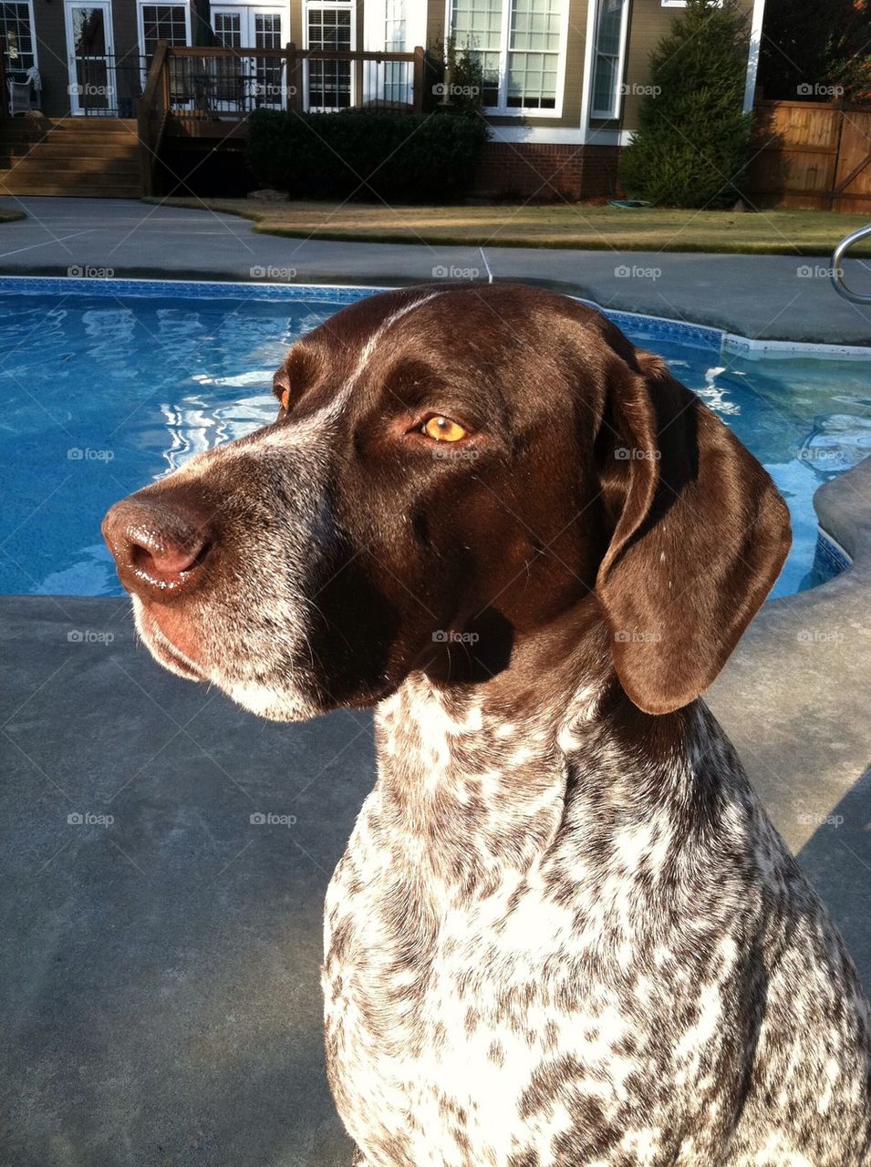 German short hair dog