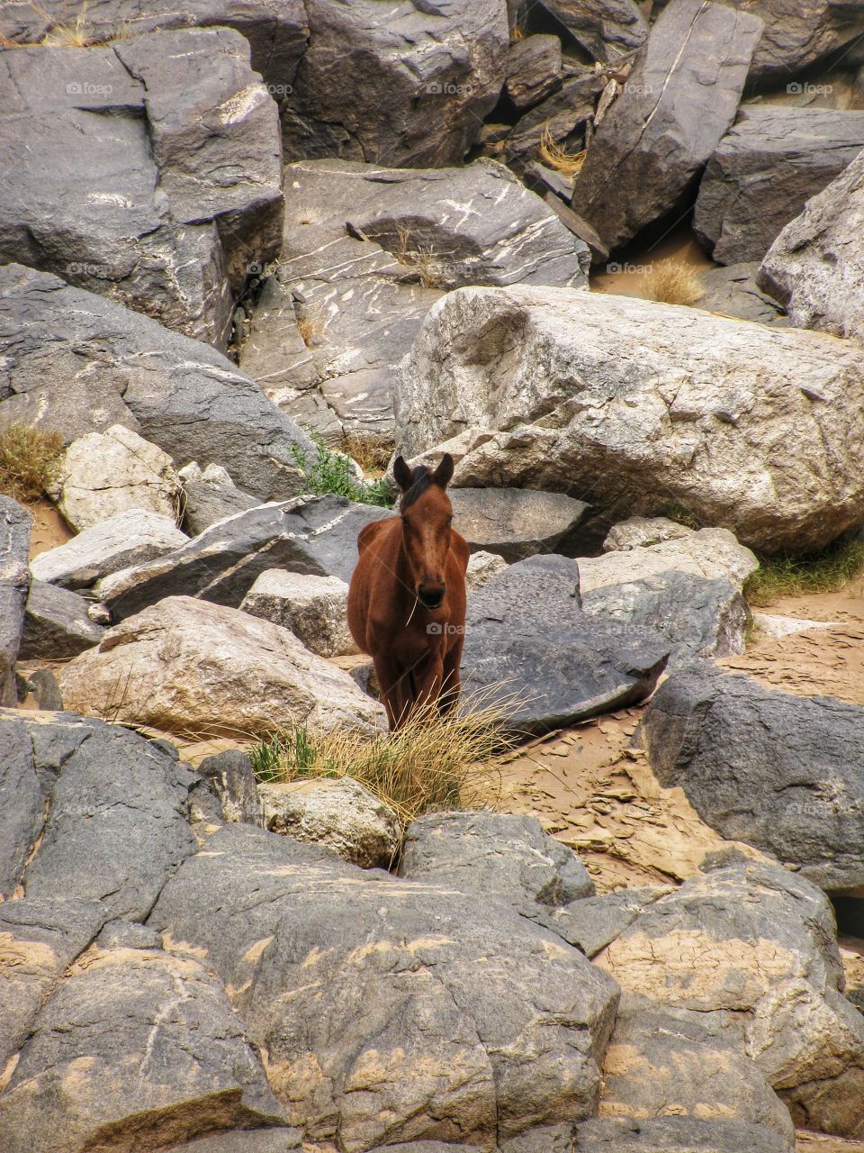 Wild horse, Fish River Canyon, Namibia