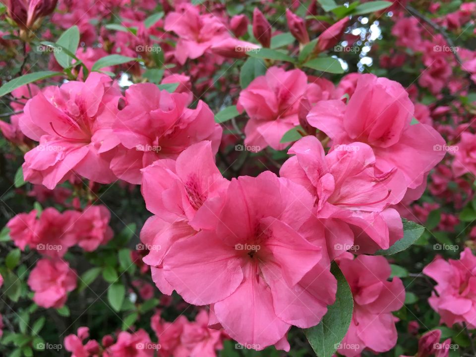 Azalea in all its glory
