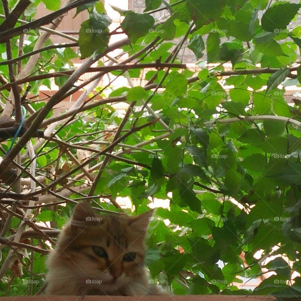 Beautiful small cat looking at my camera.