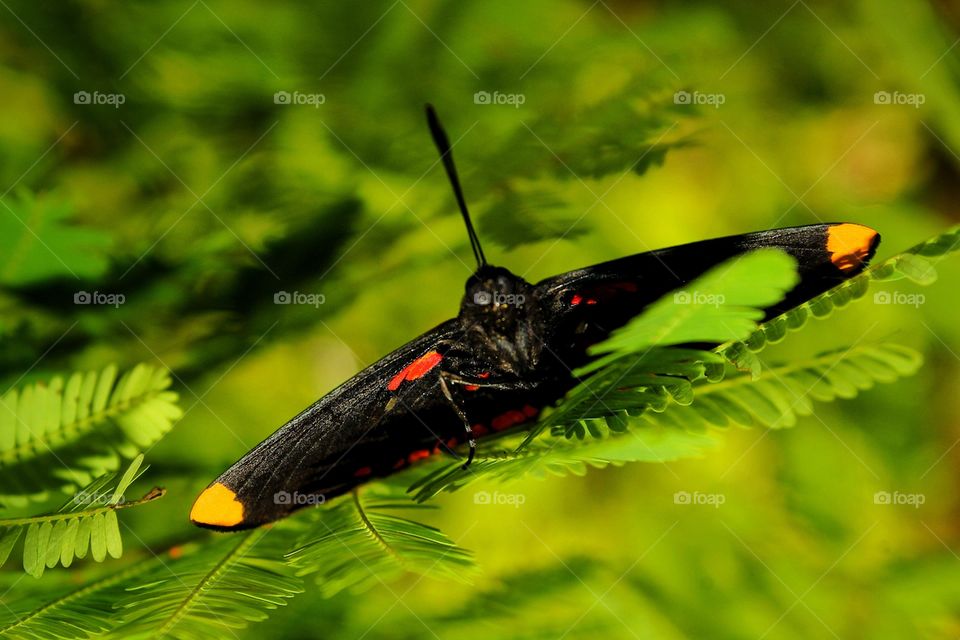 Una mariposa singular