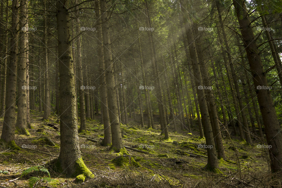 A shot in a pine forest where rays of sunlight break through the trees. these god rays keep amazing me