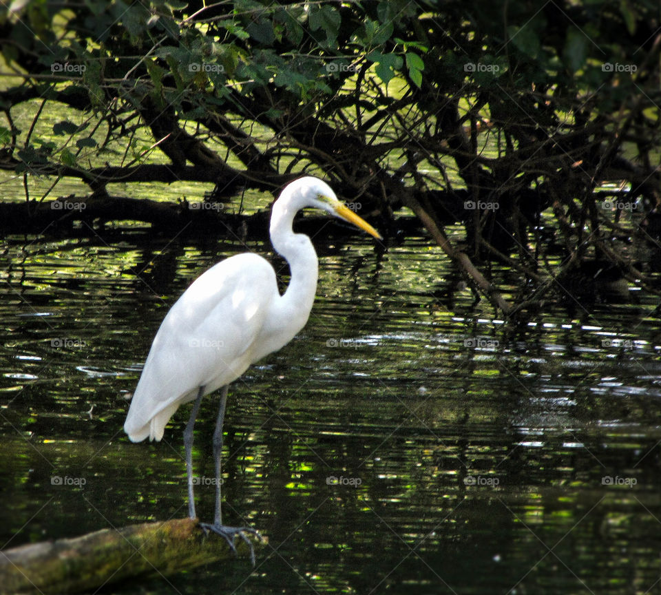 white water bird swamp by landon