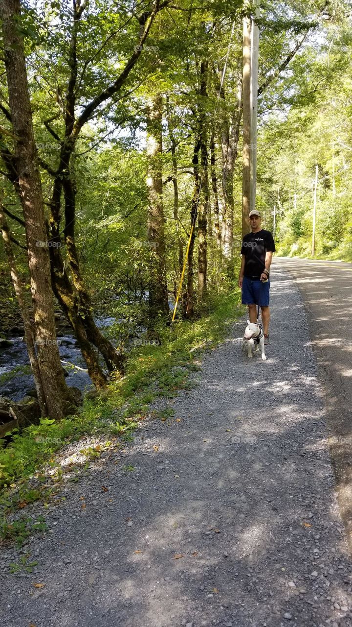 Dog walks by the river