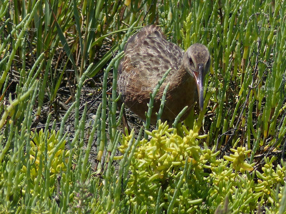 California Clapper Rail #13