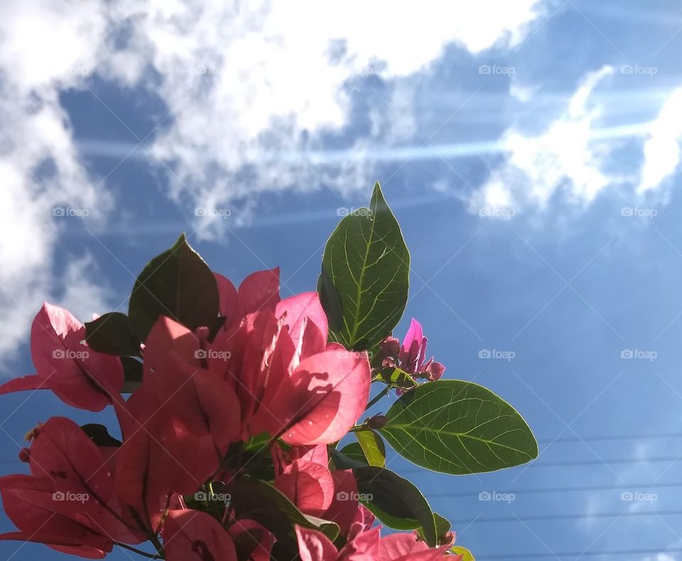 Bougainvilles and the sky