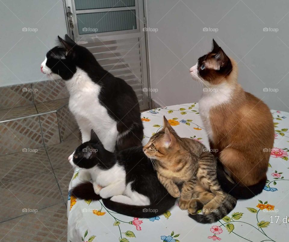 acho que vi um gatinho!!