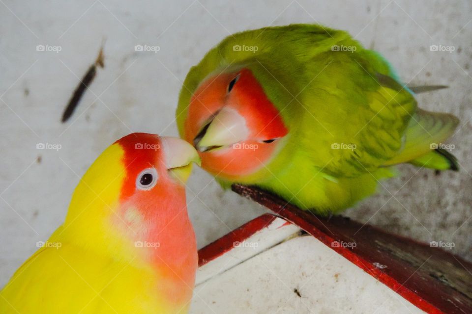 The ever-loving Agapornes