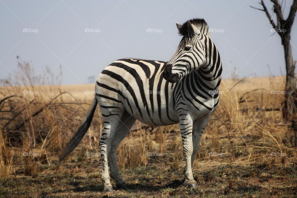 Beautiful zebra in the afternoon