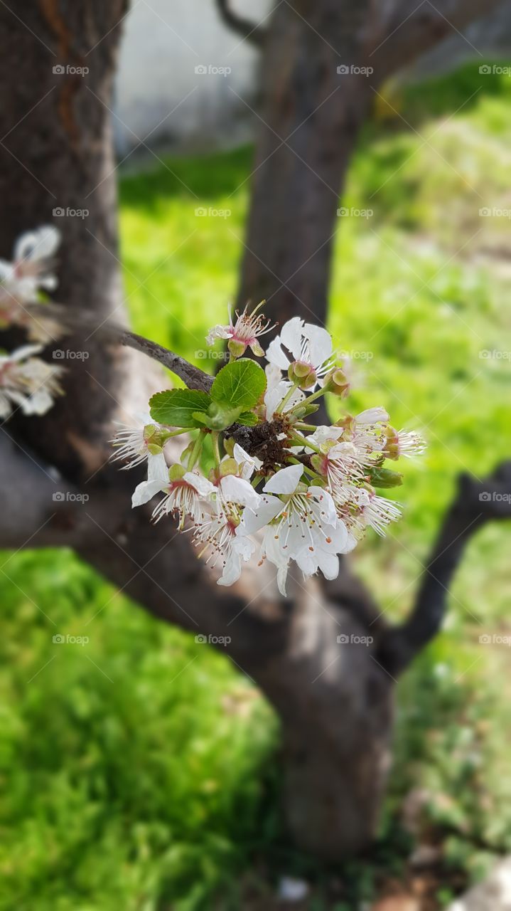 Apple flowers