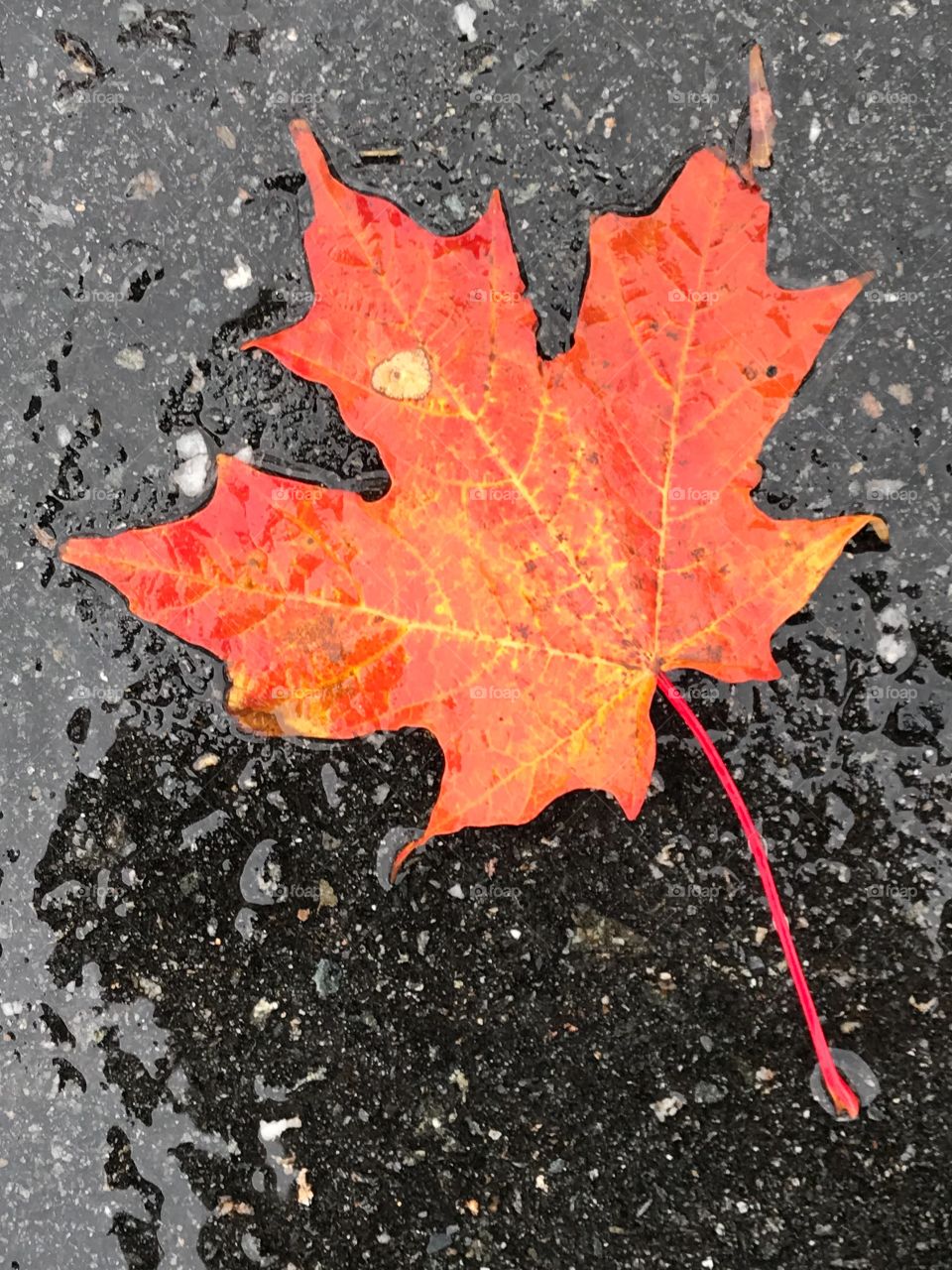 Fallen Leaf 3, Rainy Day