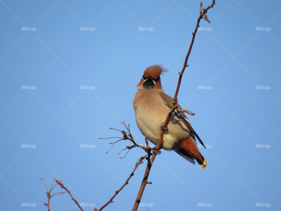 свиристель