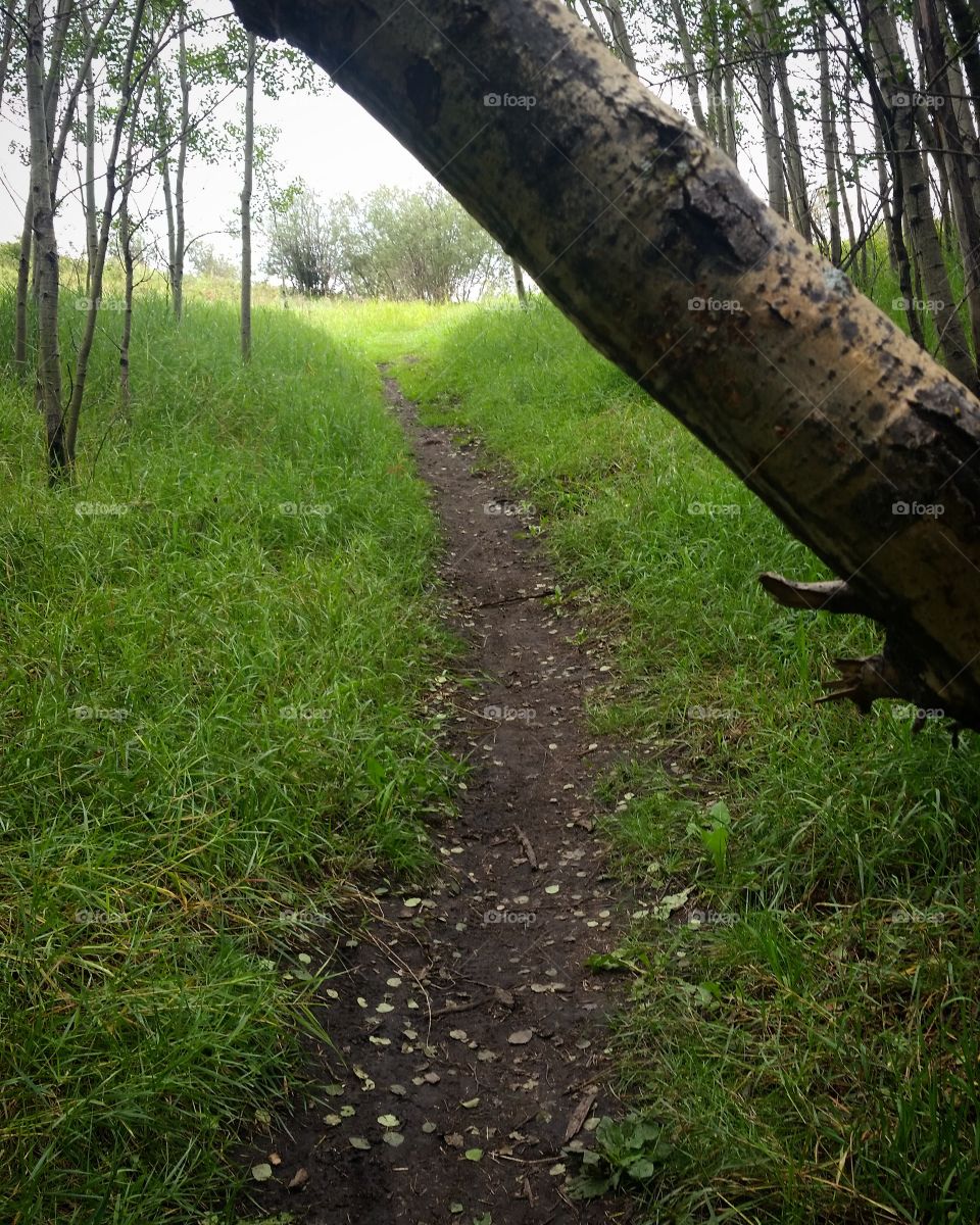 A path climbing a hill through the forest