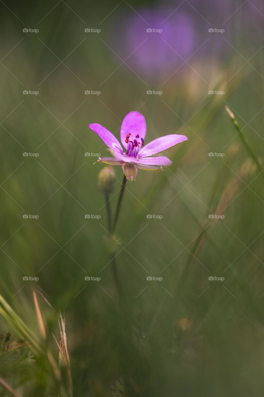 a close up portrait of a storch bill flower standing in a grass lawn during an overcast day. the small depth of field gives it an extra dimension.