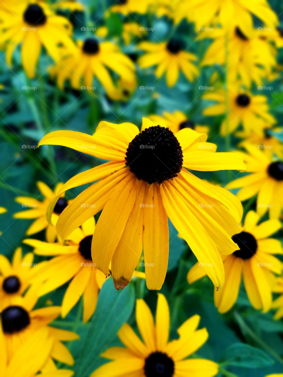 High angle view of leaf