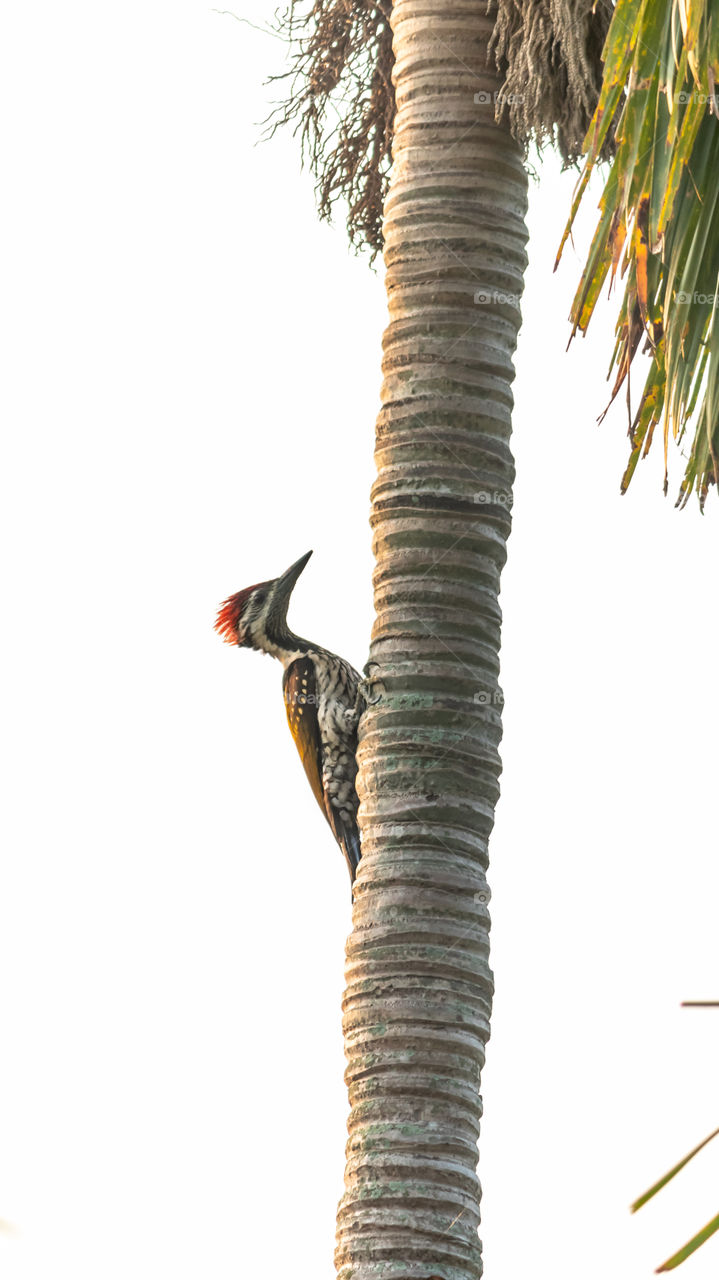 Woodpecker