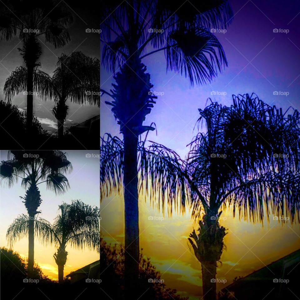 Sunrise Palm Patterns