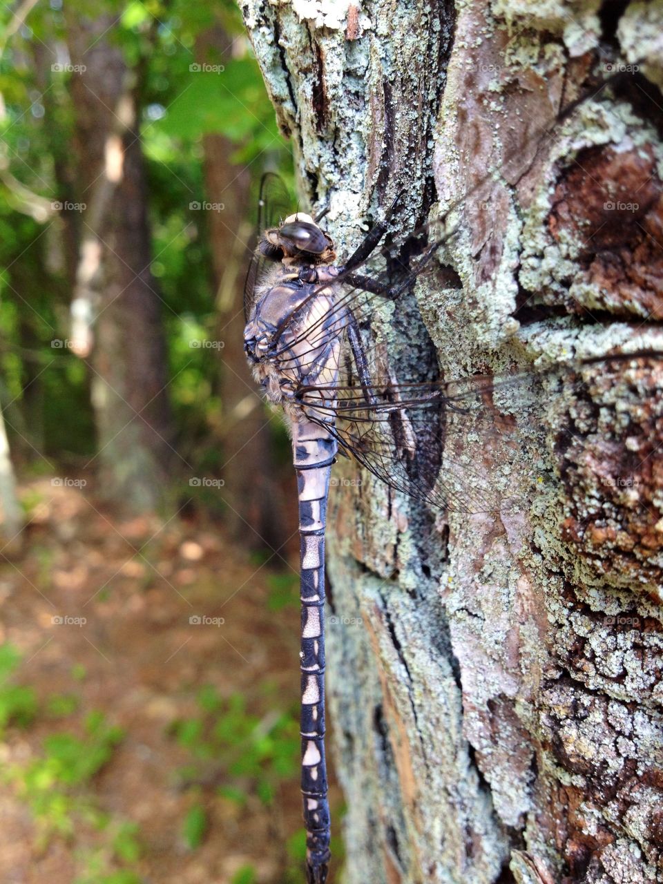 Dragonfly on tree in forest camouflaged against tree.