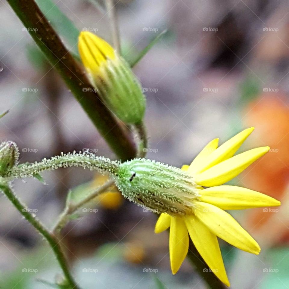 Nature, No Person, Flower, Flora, Leaf