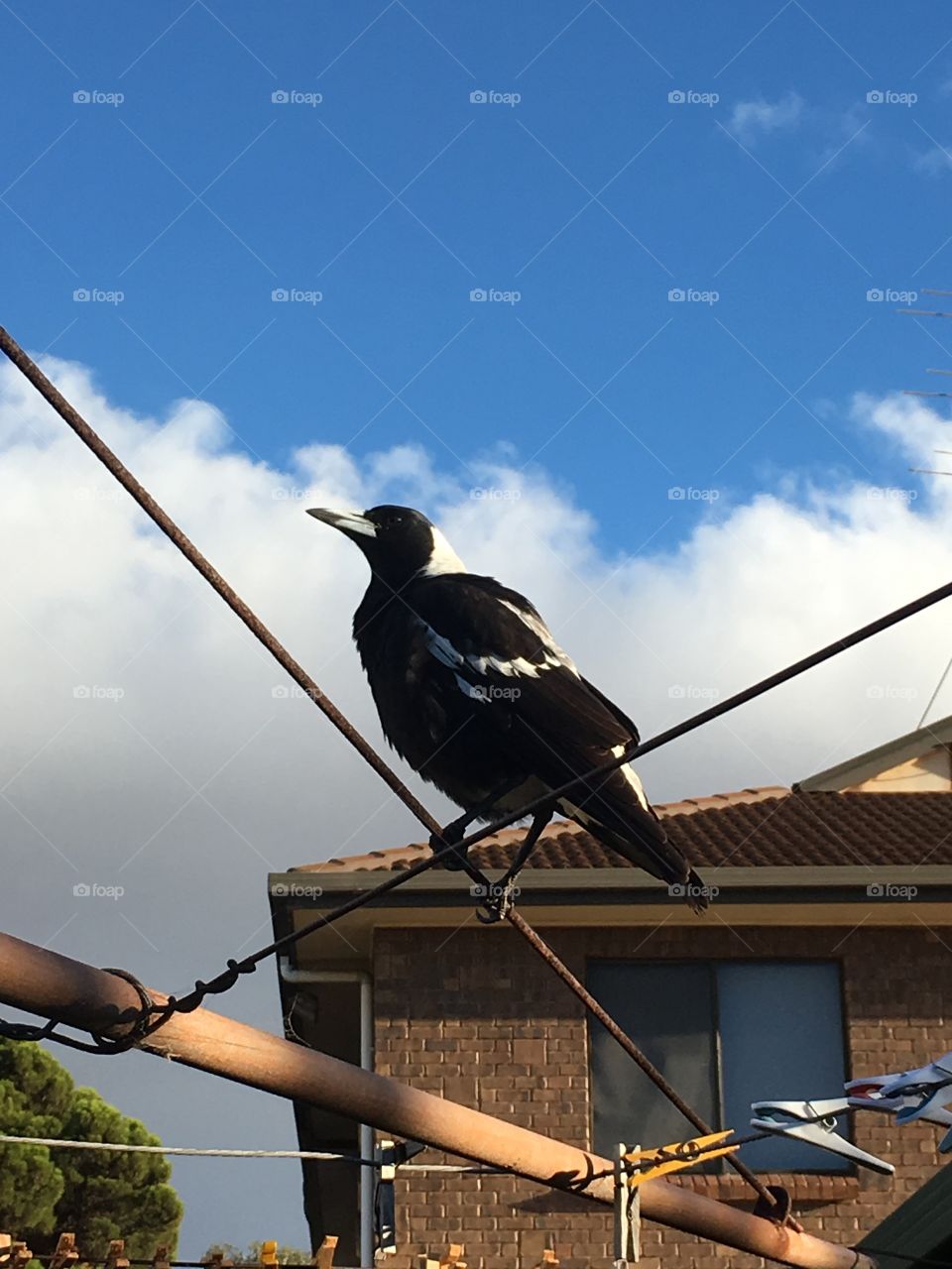 Regal magpie