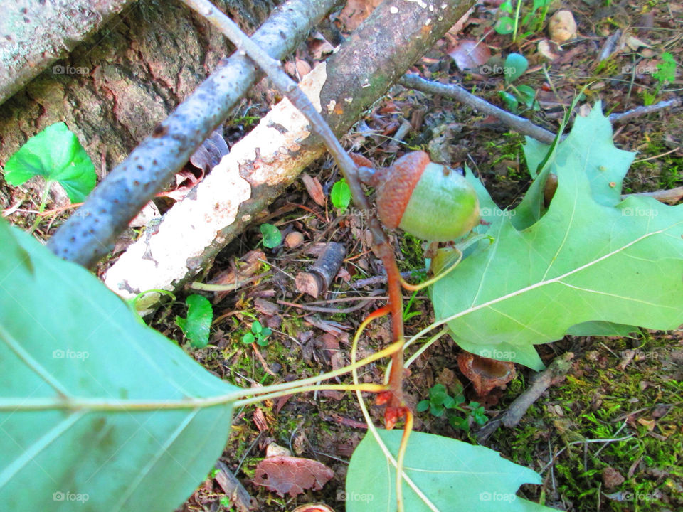 nature leaf acorn random by ashley77