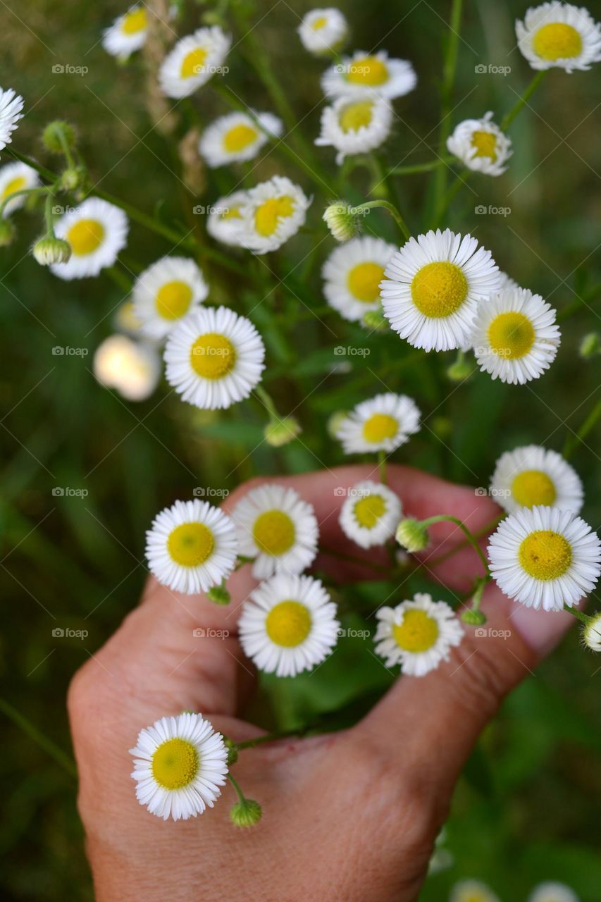 green grass and flowers growing in ground in sunlight, love earth