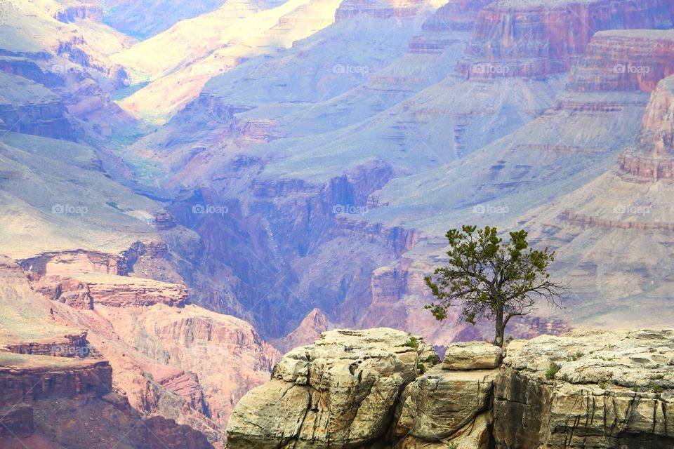 Single tree growing on mountain