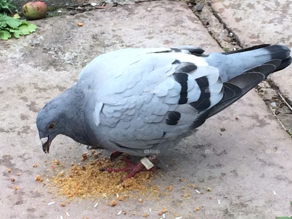 Lost Racing Pigeon 