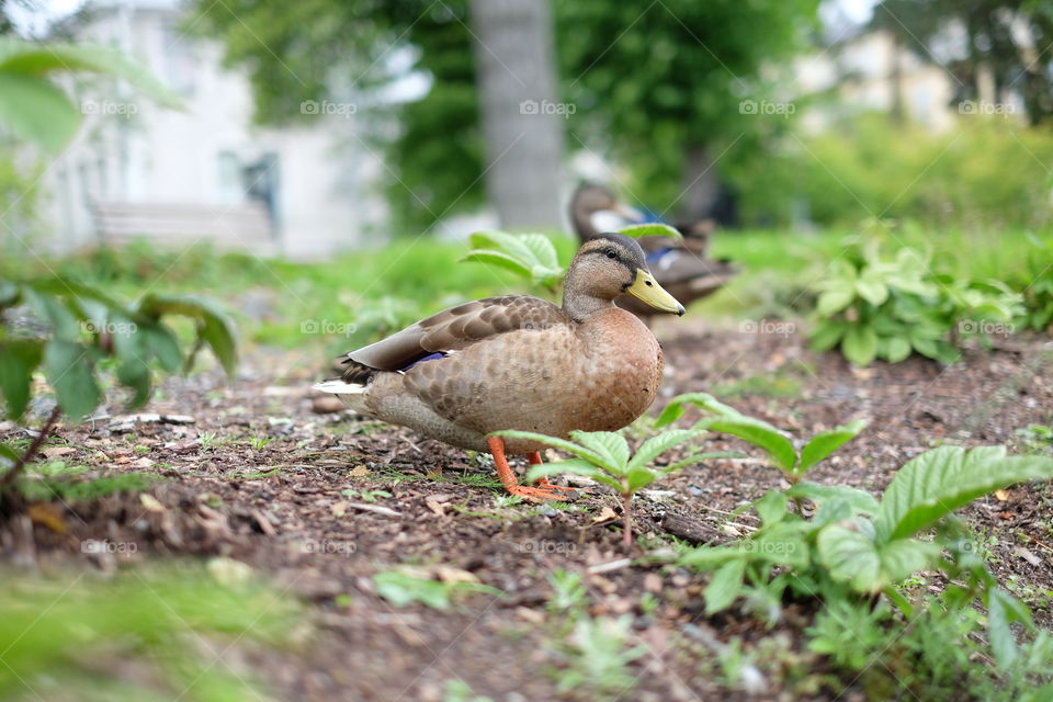 mallard