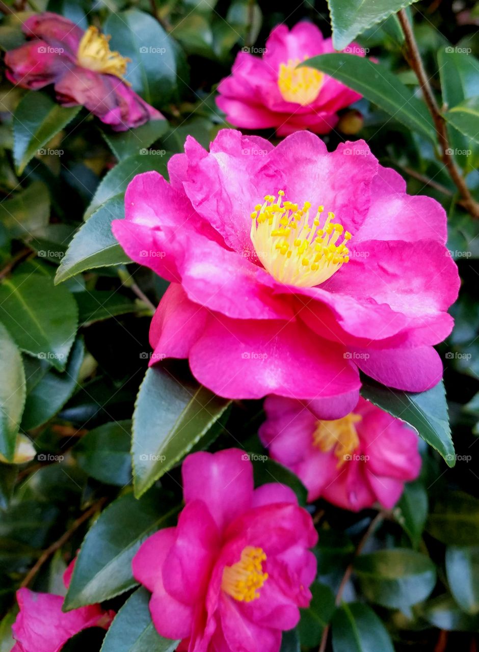 pink flowers, green leaves and yellow pollen.