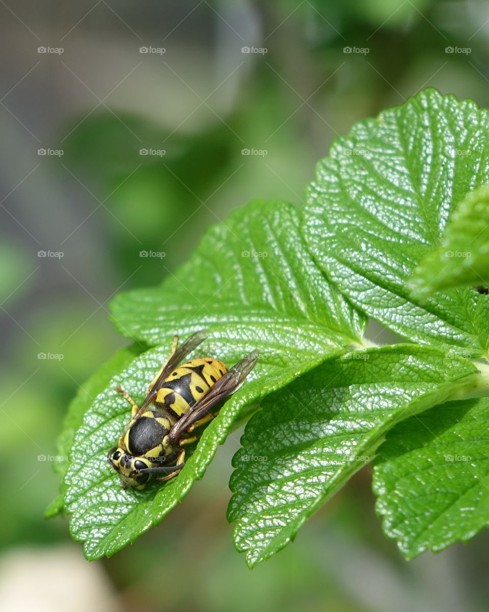 A wicked looking bee squats low on a leaf. 