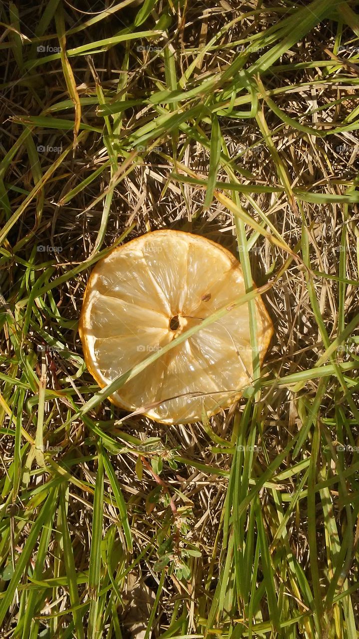 Lost orange on the ground. Help it find its owner