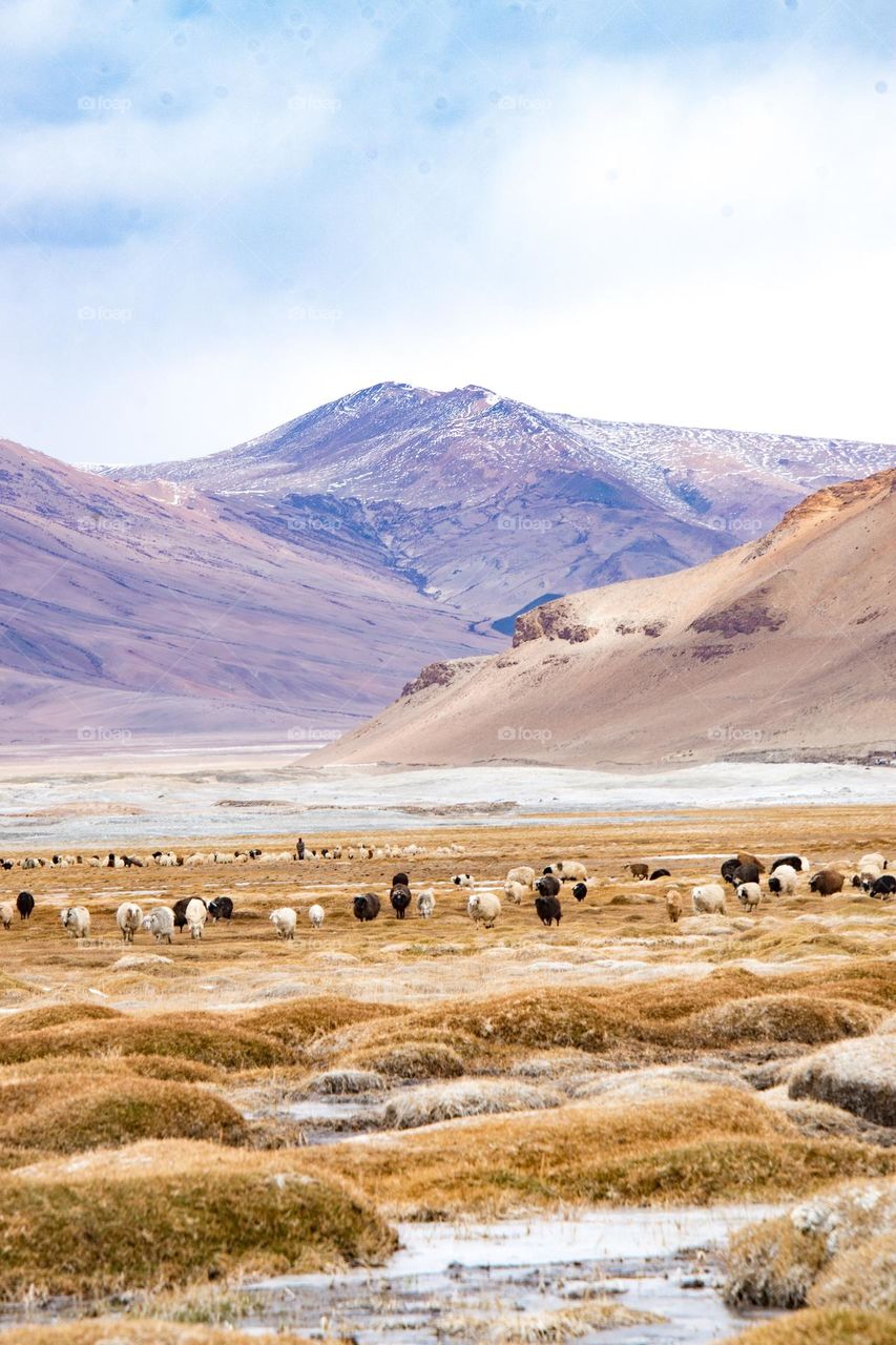 sheep on the frozen lake