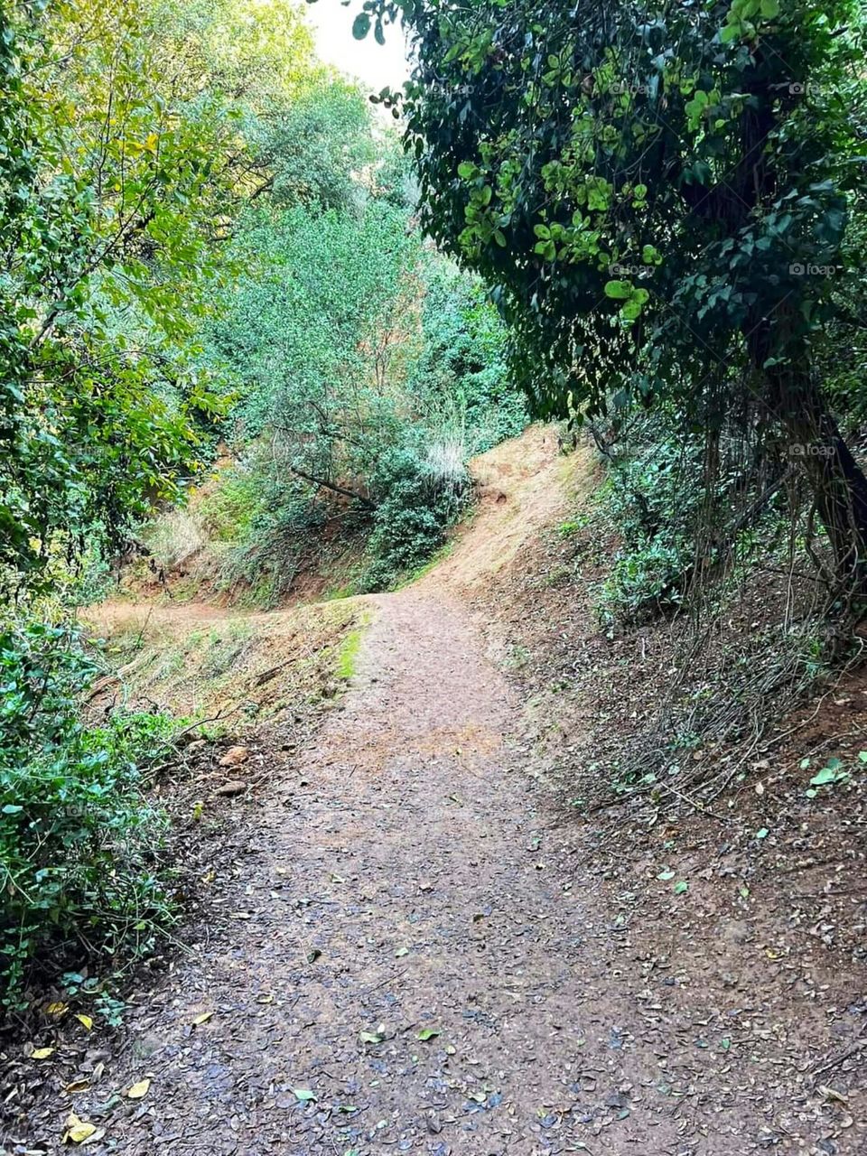 Nature in northern Palestine