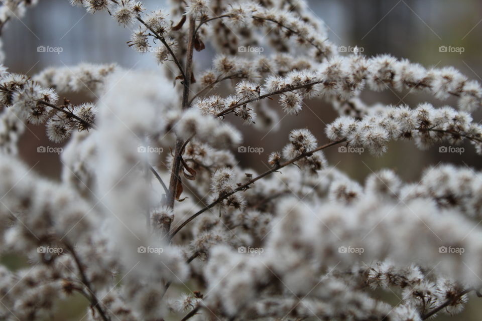 Forest poland light nature warmia mazury macro macrophotography dawn dusk sunlight frost flowers