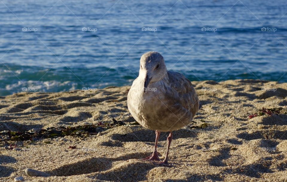 seagull - Santa Cruz