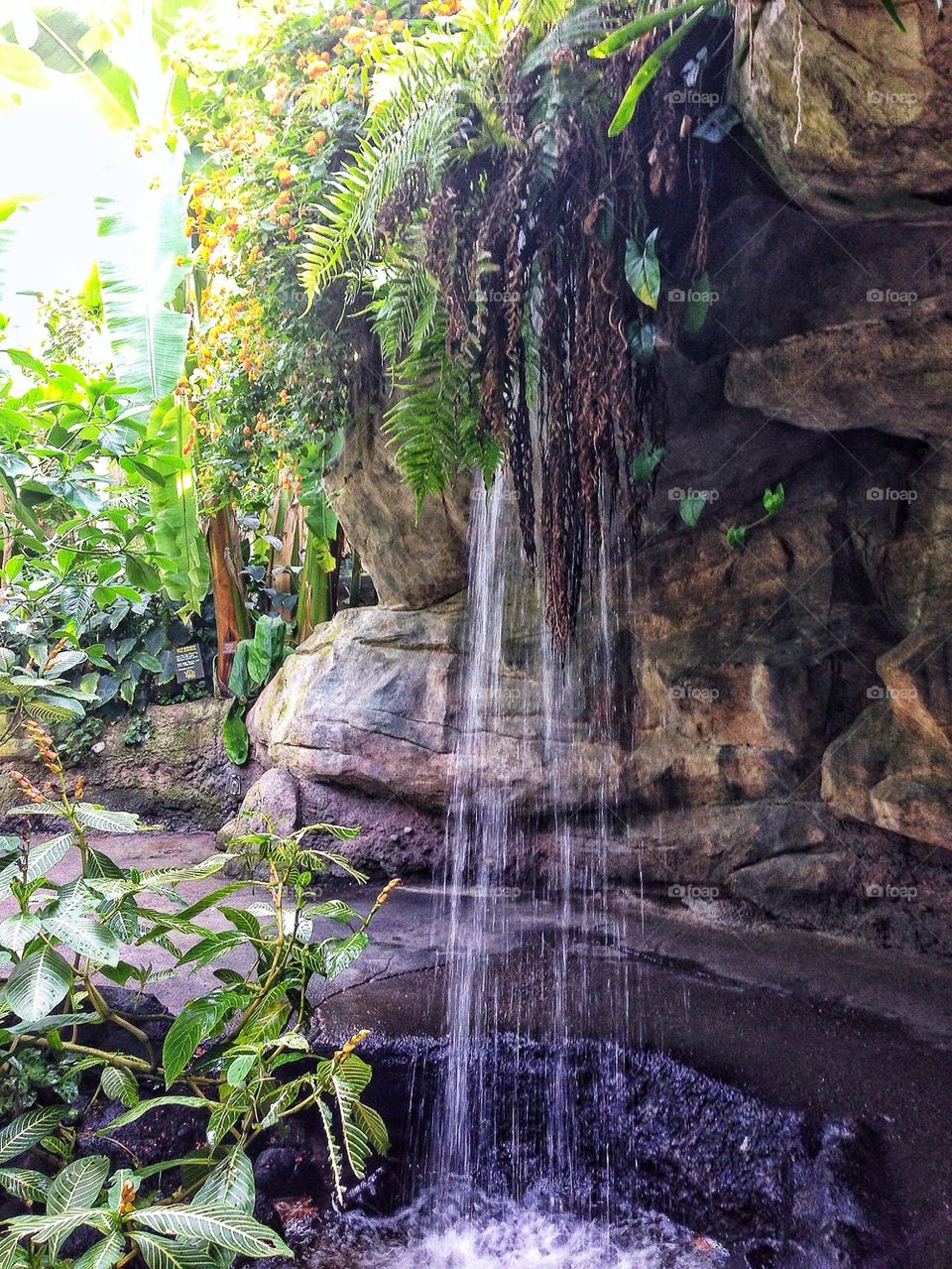 Rain forest of Costa Rica