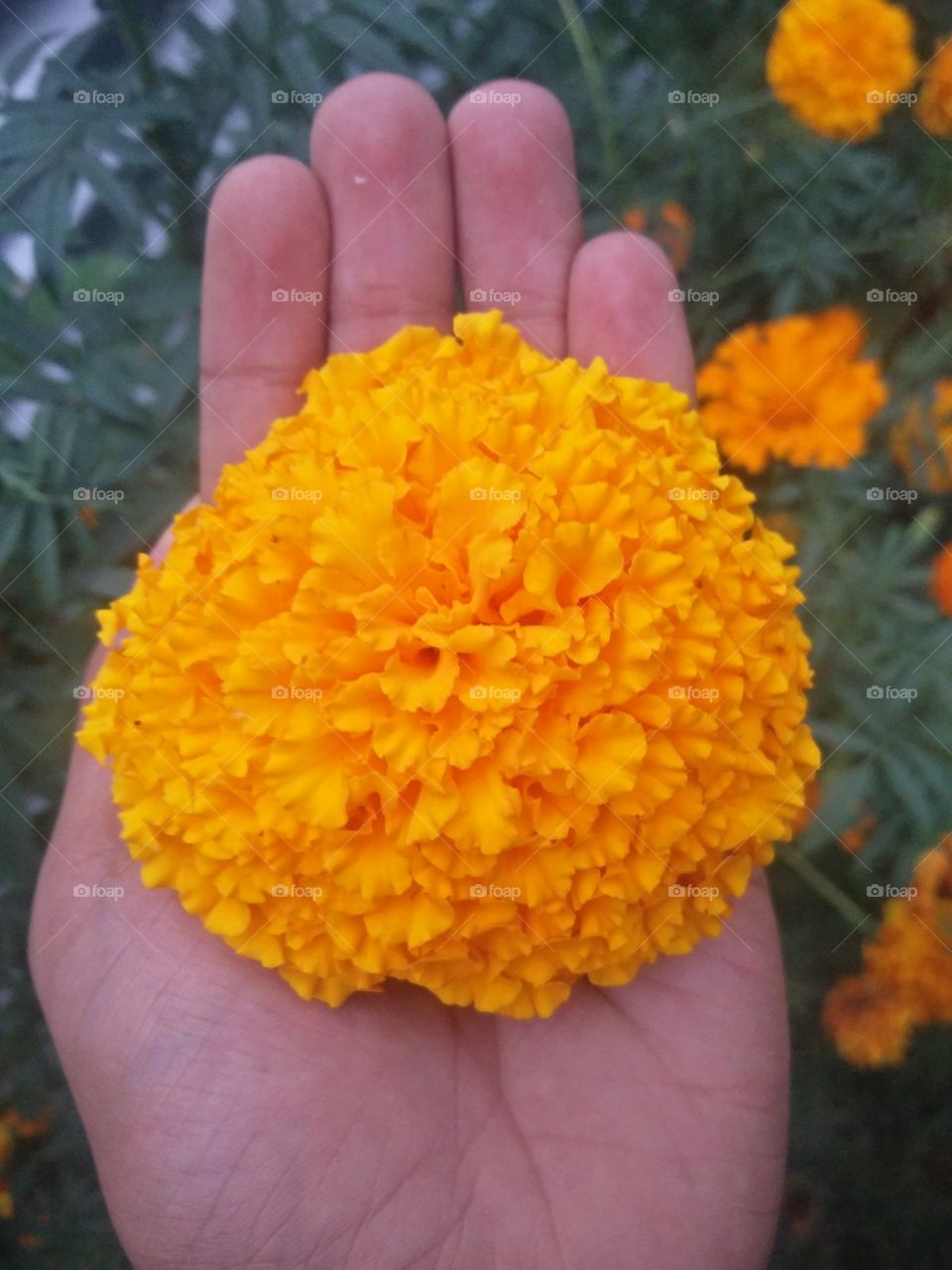 flower lover 🌺 natural beauty photography 
📸 Muneeb bhat