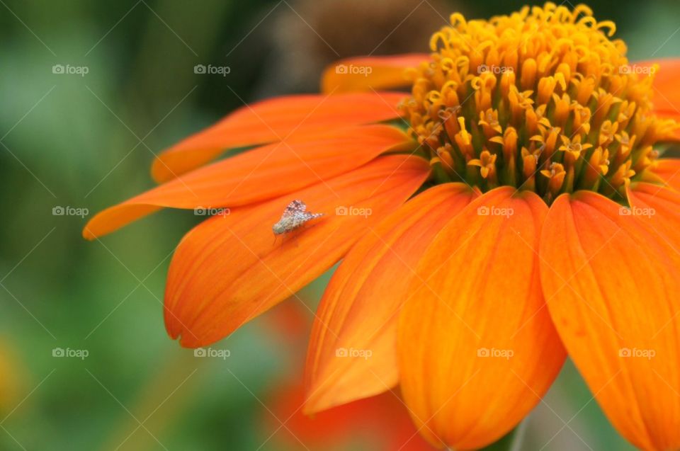 Orange flower with insect