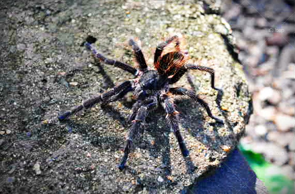 Aranha