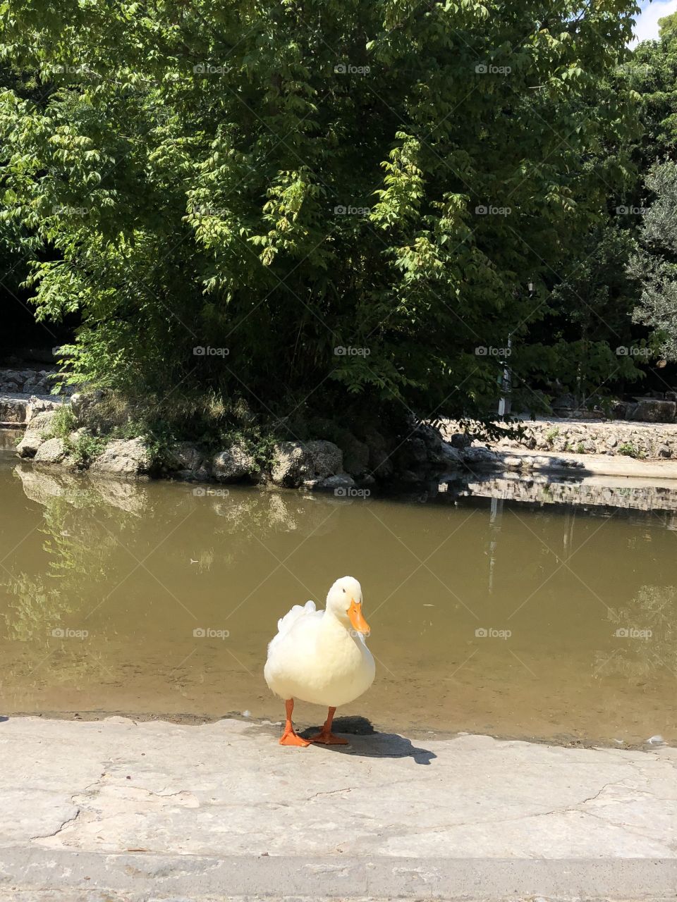 Don’t miss with this nice duck 